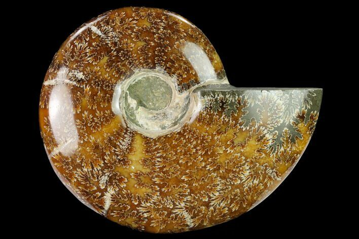 Polished Ammonite (Cleoniceras) Fossil - Madagascar #166679